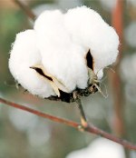 Flor del algodón
