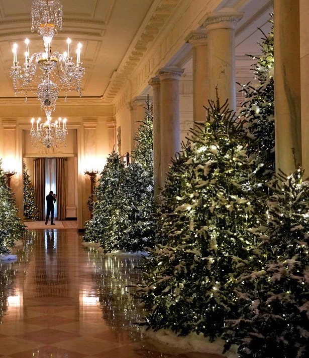 Arboles navideños por doquier