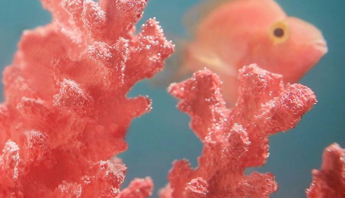 Living Coral, tono del año