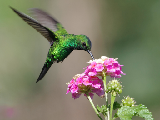 Colibrí