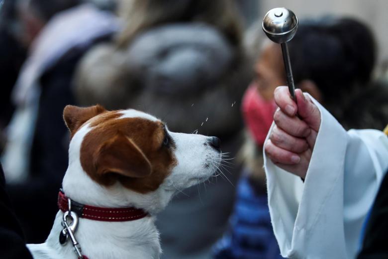 Bendición de animales en San Antón