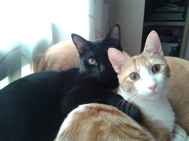 Gatos domésticos